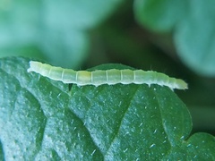 Lepidoptera