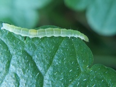 Lepidoptera