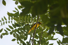 Pericrocotus speciosus