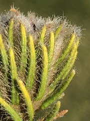 Phylica nigromontana