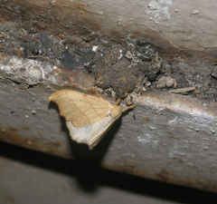 Falcaria lacertinaria