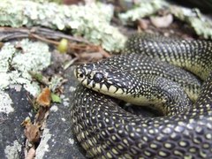 Speckled Kingsnake photo 5