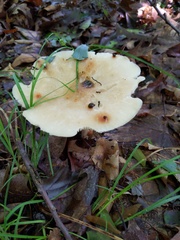 Melanoleuca alboflavida