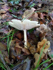 Melanoleuca alboflavida