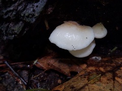 Hohenbuehelia angustata