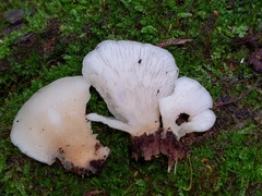 Hohenbuehelia angustata