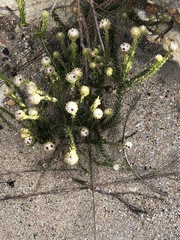 Phylica nigromontana