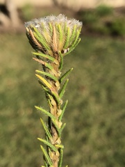 Phylica nigromontana