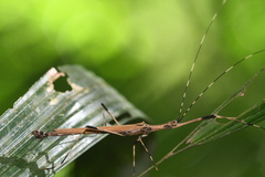 Pseudophasma blanchardi