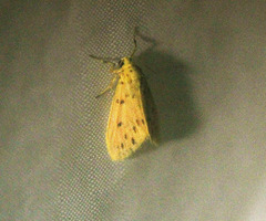 Miltochrista parallelina