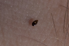 Cimicoidea