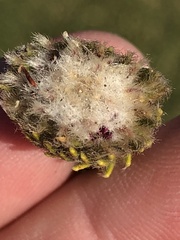 Phylica nigromontana