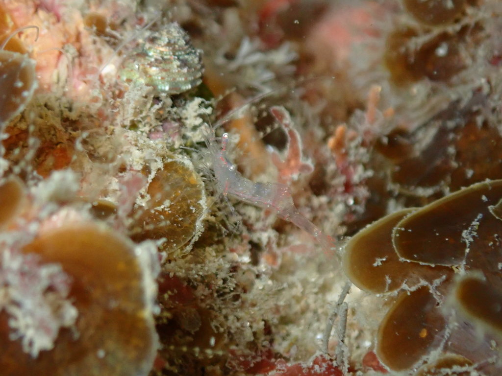 Chlorotocellidae