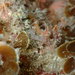 Slender-beaked Shrimp - Photo (c) divercraig, some rights reserved (CC BY-NC)