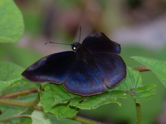 Anastrus neaeris
