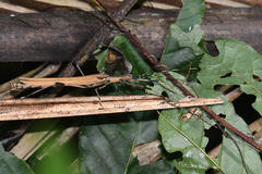 Pseudophasma blanchardi