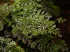 Hymenophyllum devolii