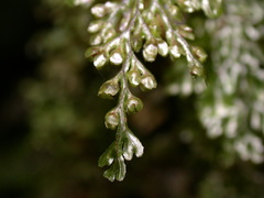 Hymenophyllum devolii