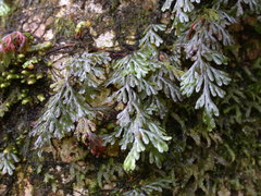 Hymenophyllum devolii