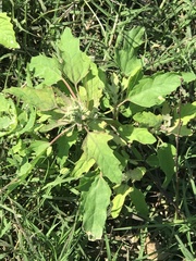 Chenopodium ficifolium