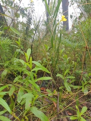 Goodenia decurrens