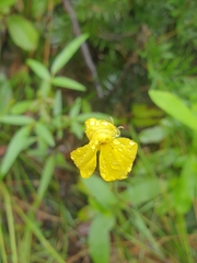 Goodenia decurrens
