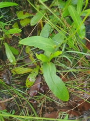 Goodenia decurrens