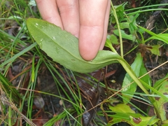 Goodenia decurrens
