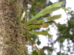 Oreogrammitis congener