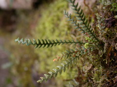 Micropolypodium okuboi