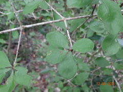 Randia obcordata