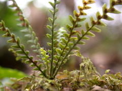 Micropolypodium okuboi