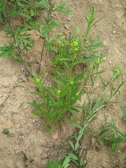 Inula linariifolia