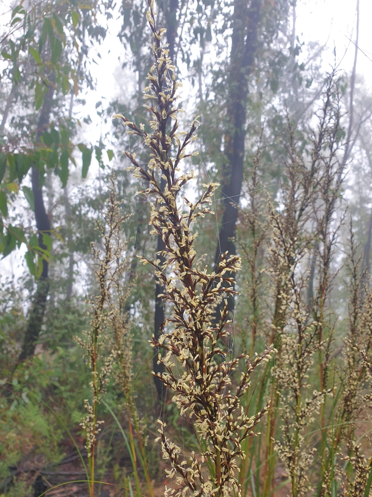 Gahnia microstachya