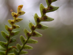 Micropolypodium okuboi