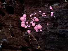 Lycogala exiguum