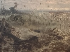 Gobiomorphus cotidianus