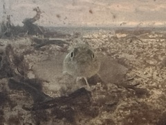 Gobiomorphus cotidianus