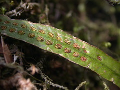 Oreogrammitis congener