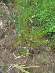 Dontostemon dentatus