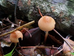 Marasmius cohaerens lachnophyllus