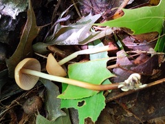 Marasmius cohaerens lachnophyllus