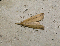 Schoenobius gigantella