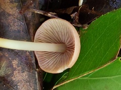 Marasmius cohaerens lachnophyllus
