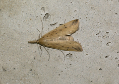 Schoenobius gigantella
