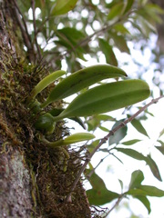 Bulbophyllum pecten-veneris