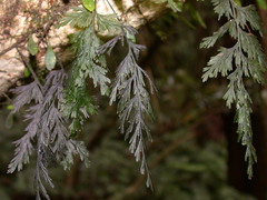 Crepidomanes latealatum