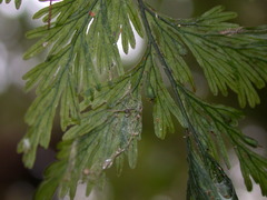 Crepidomanes latealatum