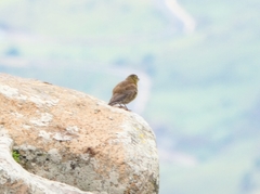 Crithagra symonsi