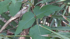 Toxicodendron radicans image